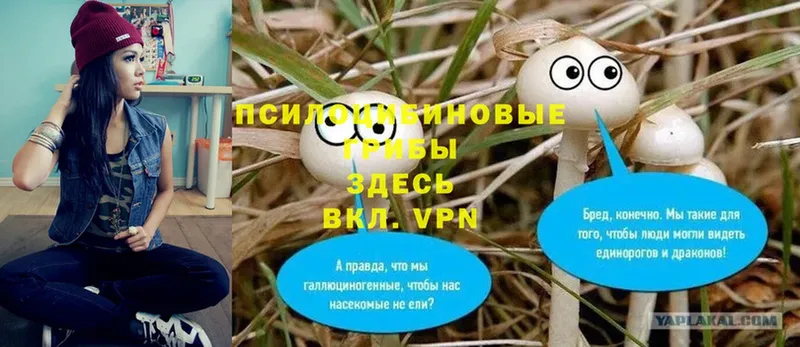 Псилоцибиновые грибы мицелий  Балахна 